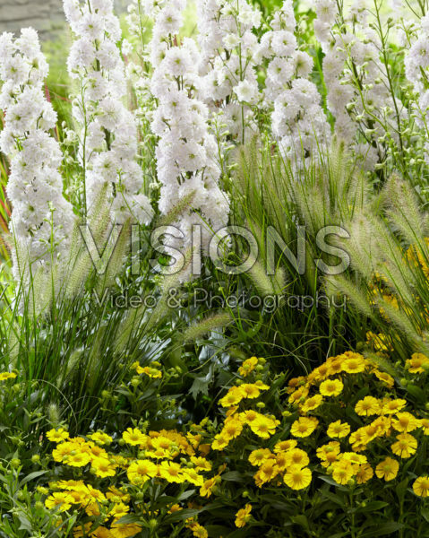 Mixed perennials Mixed perennials