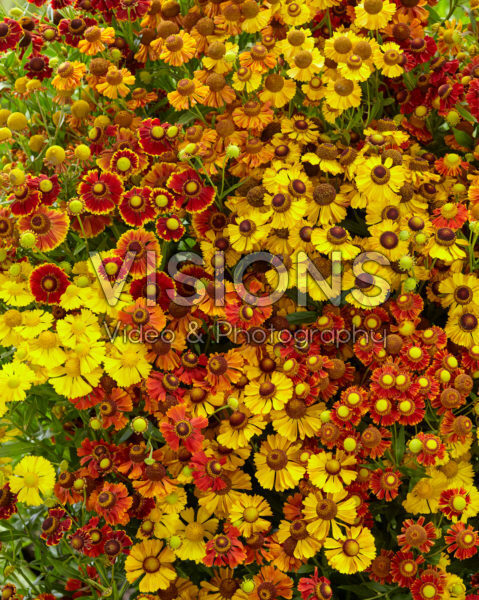 Helenium mix Helenium mix