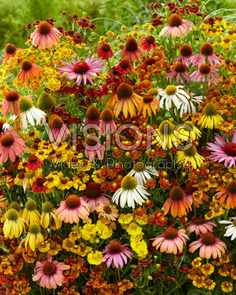 Helenium and Echinacea mix