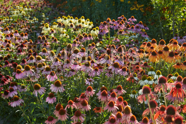 Echinacea mix Echinacea mix
