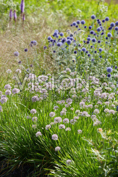 Allium Summer Beauty, Echinops ritro Veitch's Blue