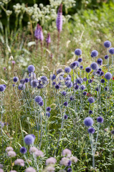 Echinops ritro Veitch's Blue