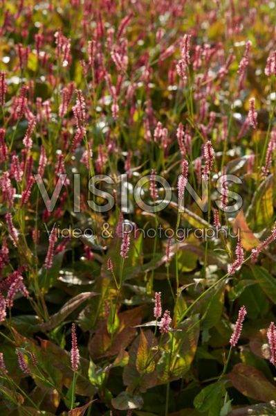 Persicaria amplexicaulis High Society Persicaria amplexicaulis High Society