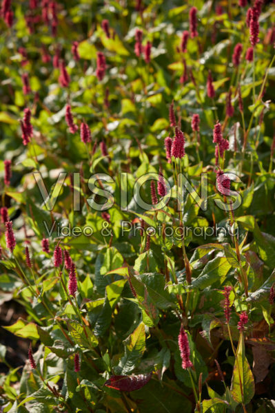 Persicaria amplexicaulis JS Calor