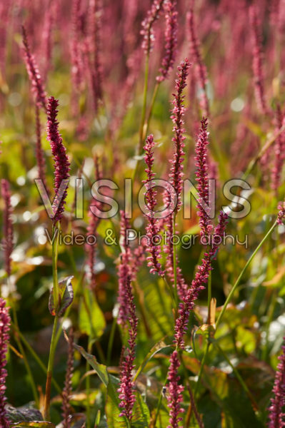 Persicaria amplexicaulis JS Seven Oaks Village Persicaria amplexicaulis JS Seven Oaks Village