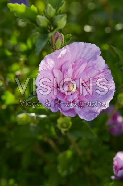 Hibiscus syriacus Lavender Chiffon