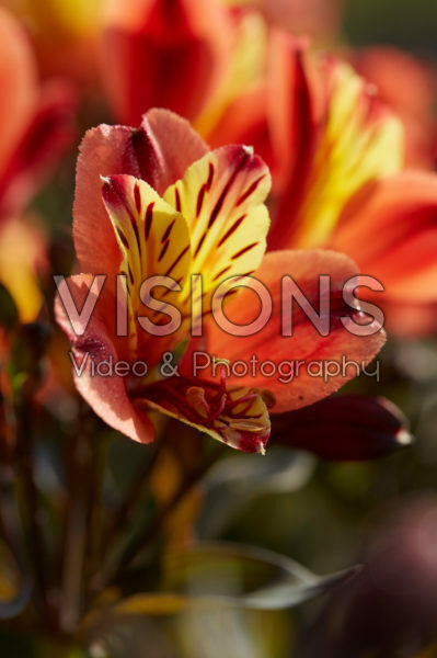 Alstroemeria Indian Summer® Alstroemeria Indian Summer®
