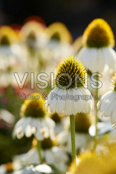 Echinacea Mooodz® Glory Echinacea Mooodz® Glory