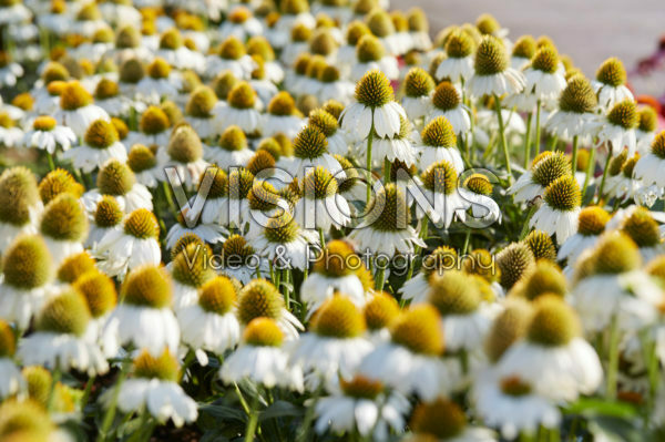 Echinacea Mooodz® Glory Echinacea Mooodz® Glory