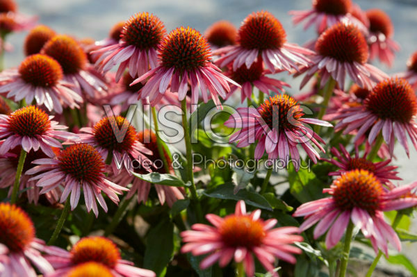 Echinacea Mooodz® Satisfy Echinacea Mooodz® Satisfy