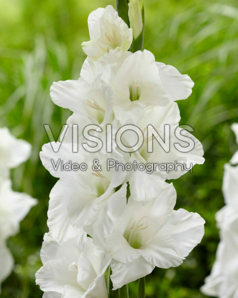 Gladiolus Elmorada