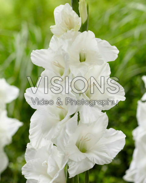 Gladiolus