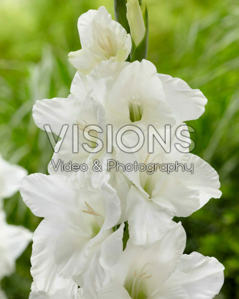 Gladiolus Gladiolus