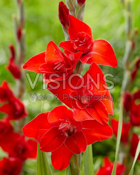 Gladiolus