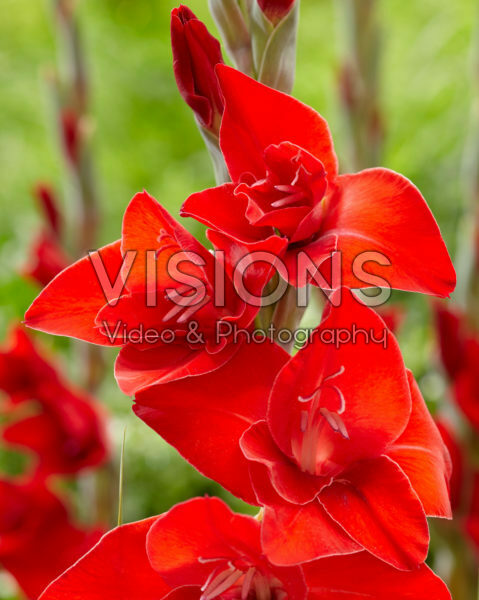 Gladiolus Gladiolus