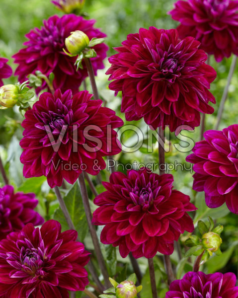 Dahlia red