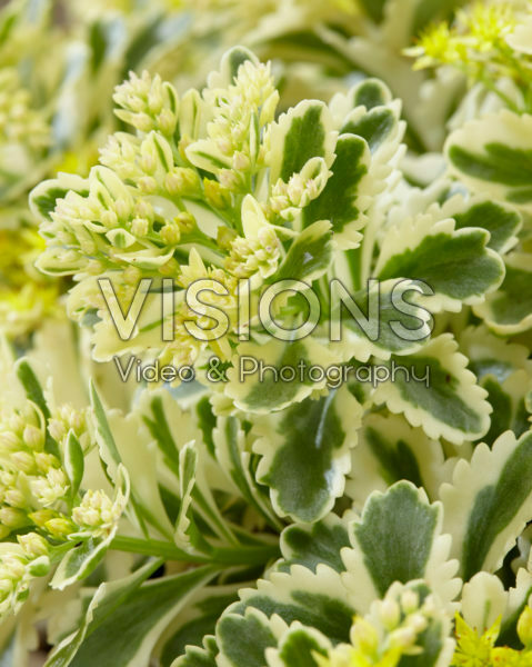 Sedum takesimense Atlantis