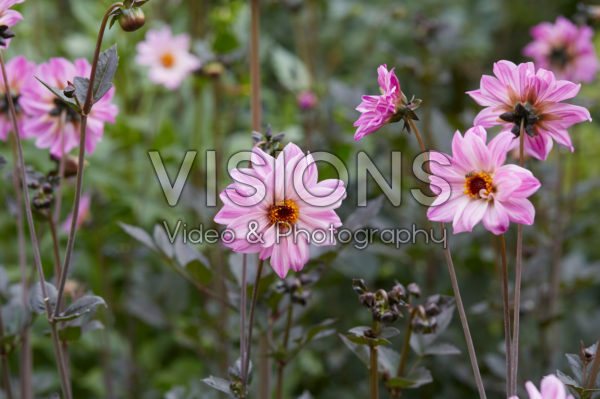 Dahlia Bishop of Leicester Dahlia Bishop of Leicester