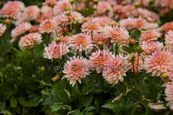 Dahlia Gallery Leonardo® Dahlia Gallery Leonardo®
