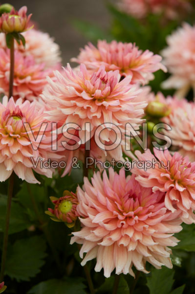 Dahlia Gallery Leonardo® Dahlia Gallery Leonardo®
