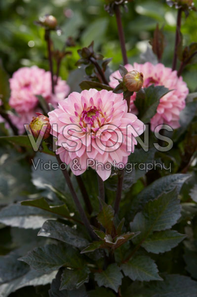 Dahlia Gallery La Tour ® Dahlia Gallery La Tour ®