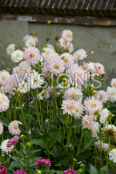 Dahlia Miss Sophie Dahlia Miss Sophie