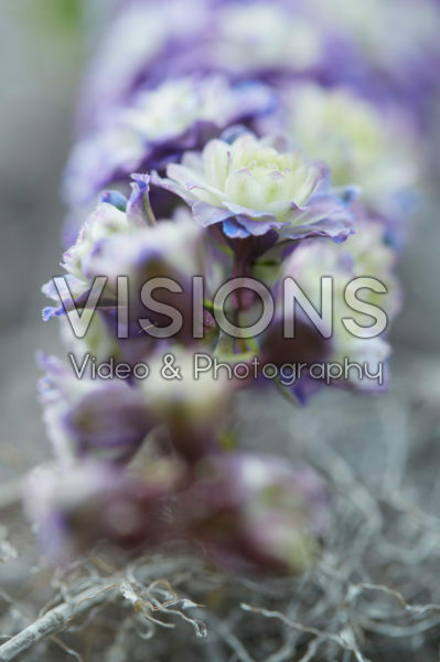 Delphinium Highlander® Bolero Delphinium Highlander® Bolero