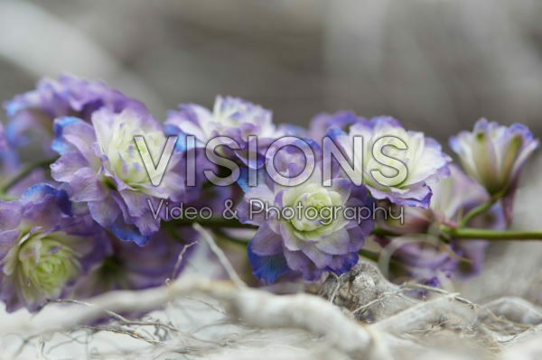 Delphinium Highlander® Bolero Delphinium Highlander® Bolero