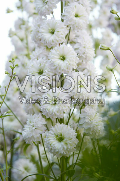 Delphinium Highlander® Morning Sunrise Delphinium Highlander® Morning Sunrise