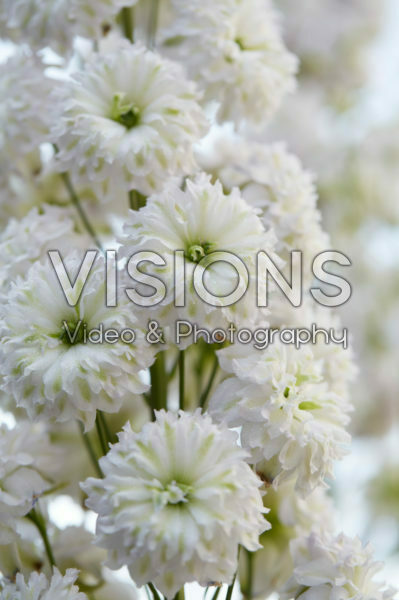 Delphinium Highlander® Morning Sunrise Delphinium Highlander® Morning Sunrise