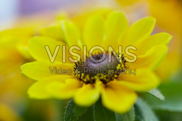 Rudbeckia Sweet Smiley