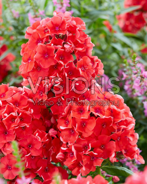 Phlox Younique® Orange Phlox Younique® Orange