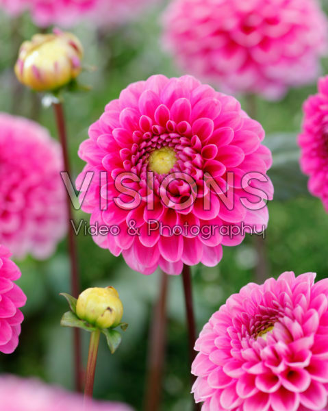 Dahlia Happy Hour
