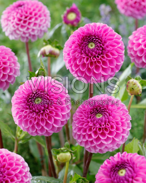 Dahlia Glamour