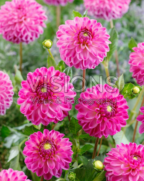 Dahlia Jowey Clermont Dahlia Jowey Clermont
