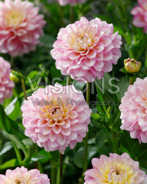 Dahlia tweekleurig Dahlia tweekleurig