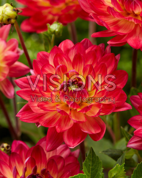 Dahlia Kilburn Glow Dahlia Kilburn Glow