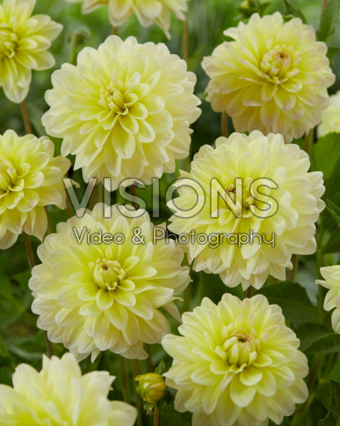 Dahlia Innocent Silence