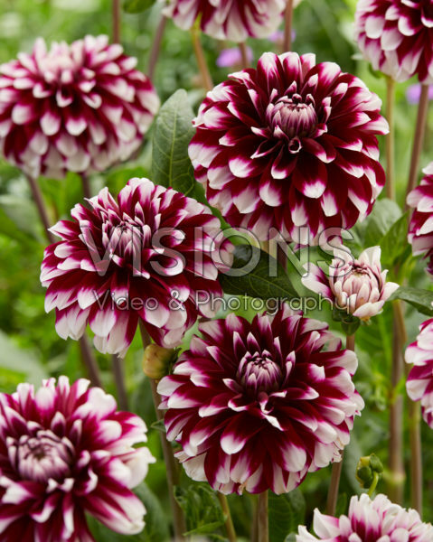 Dahlia Vik Jesse Dahlia Vik Jesse