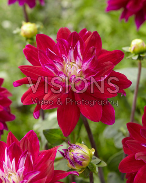 Dahlia Cinderella Dahlia Cinderella