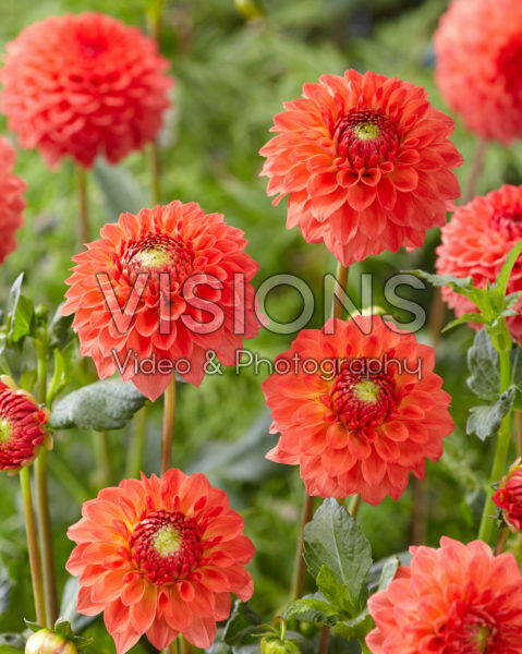 Dahlia Safe Shot Dahlia Safe Shot