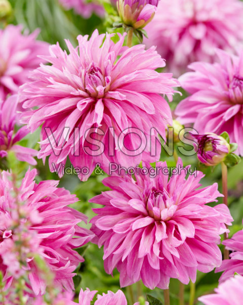 Dahlia pink