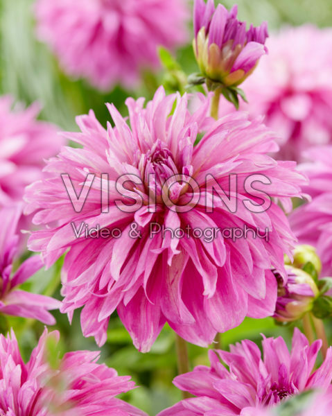 Dahlia pink