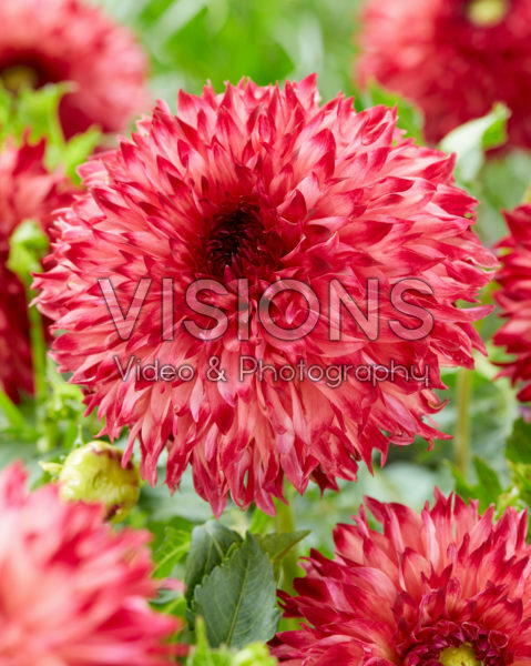 Dahlia Aiyana Dahlia Aiyana