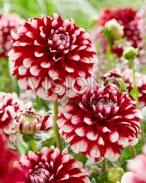 Dahlia Checkers Dahlia Checkers