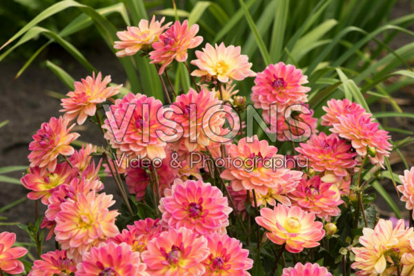 Dahlia pink