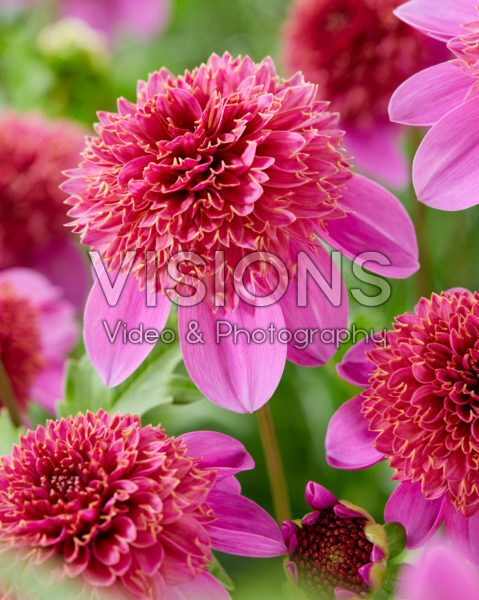 Pink anemone flowered dahlia Pink anemone flowered dahlia
