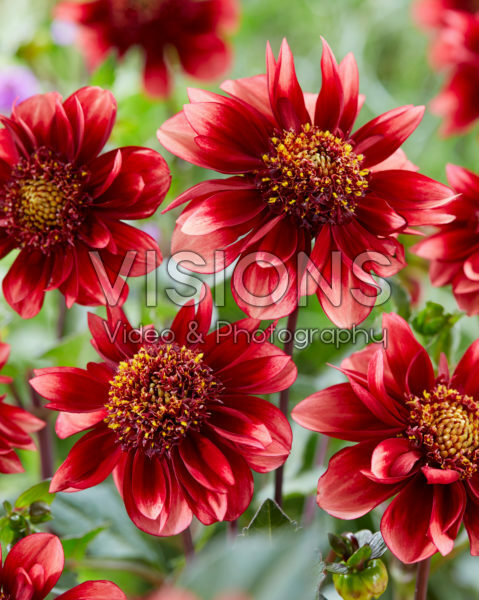 Dahlia Vlugt 15-87 Dahlia Vlugt 15-87