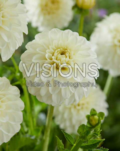 Dahlia white Dahlia white