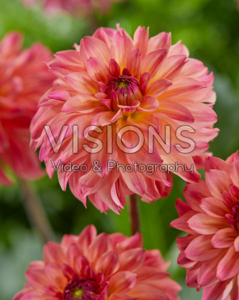 Dahlia Belfloor Dahlia Belfloor